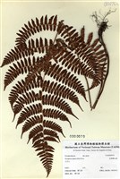 藏品(長葉鱗毛蕨)的圖片